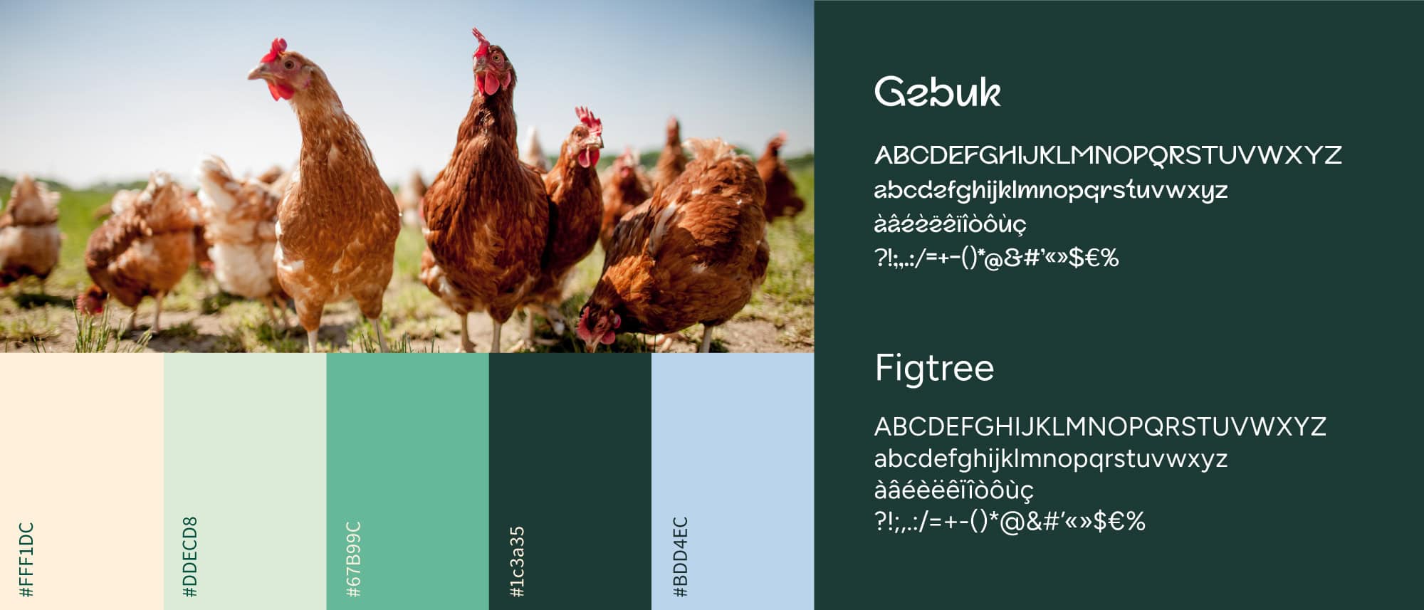 charte graphique avec codes couleurs et typographies